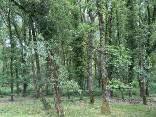 architect's house 10 Rooms for sale on MONDONVILLE (31700)