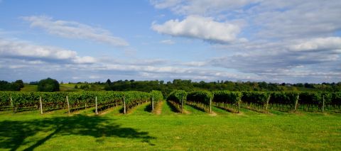 propriété viticole 15 Pièces en vente sur MAULEON D ARMAGNAC (32240)