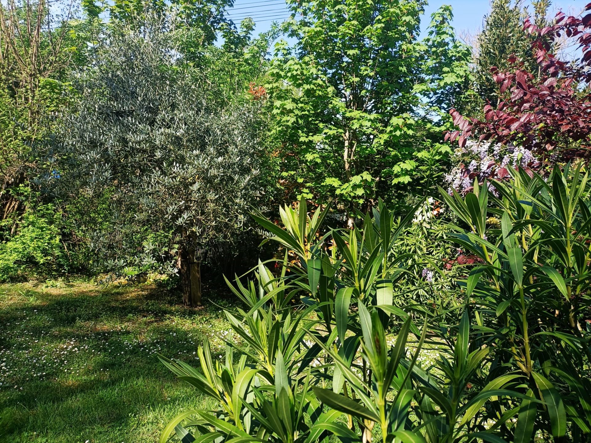 house 7 Rooms for sale on LAVAUR (81500)