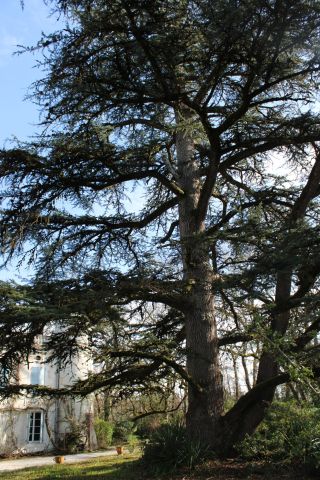 maison de maître 7 Pièces en vente sur CASTRES (81100)